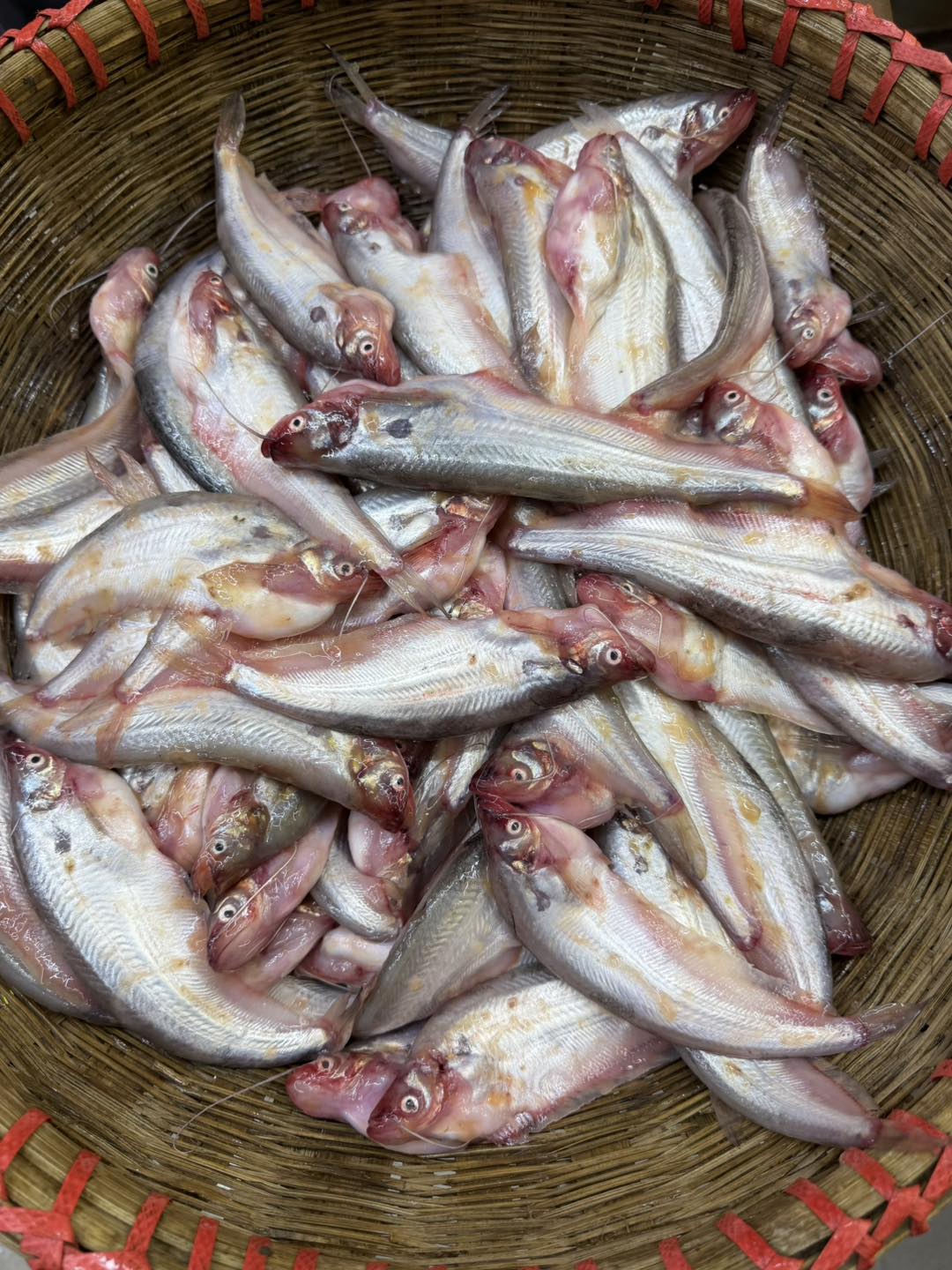 পাবদা (কেজিতে ১৫ থেকে ১৮ পিস)