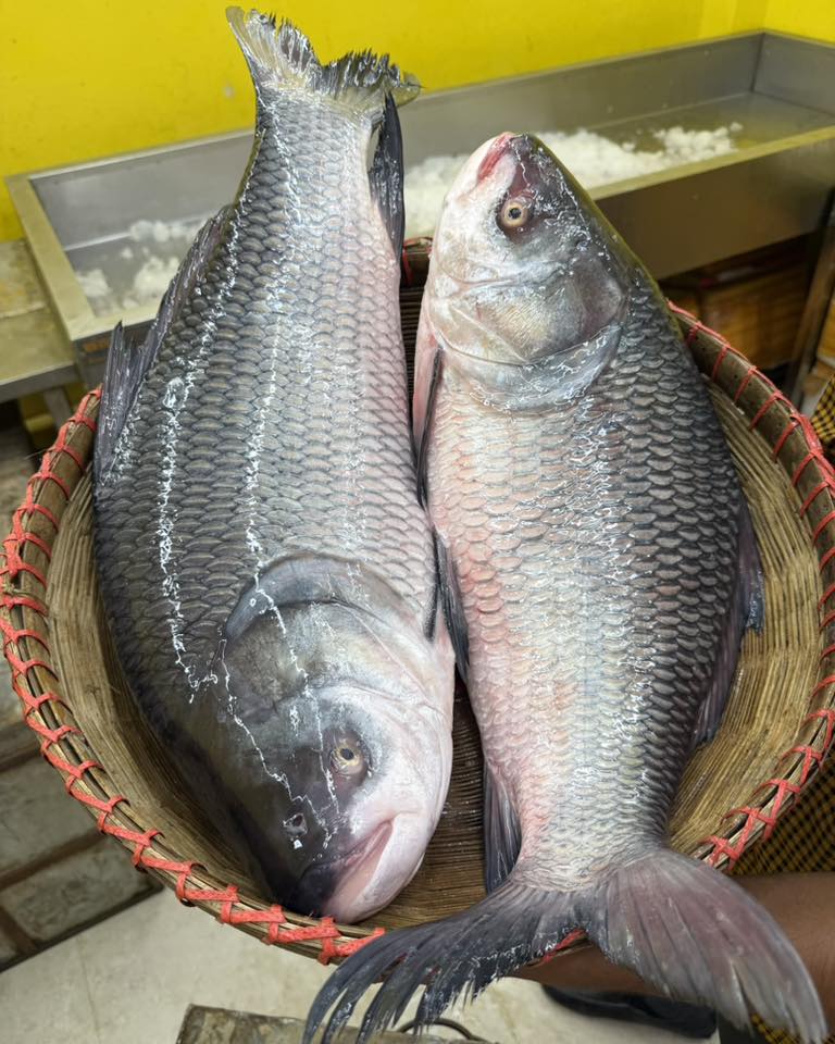 নদীর কাতল- ৯ থেকে ১০ কেজি সাইজ পারকেজি- ১২০০/-