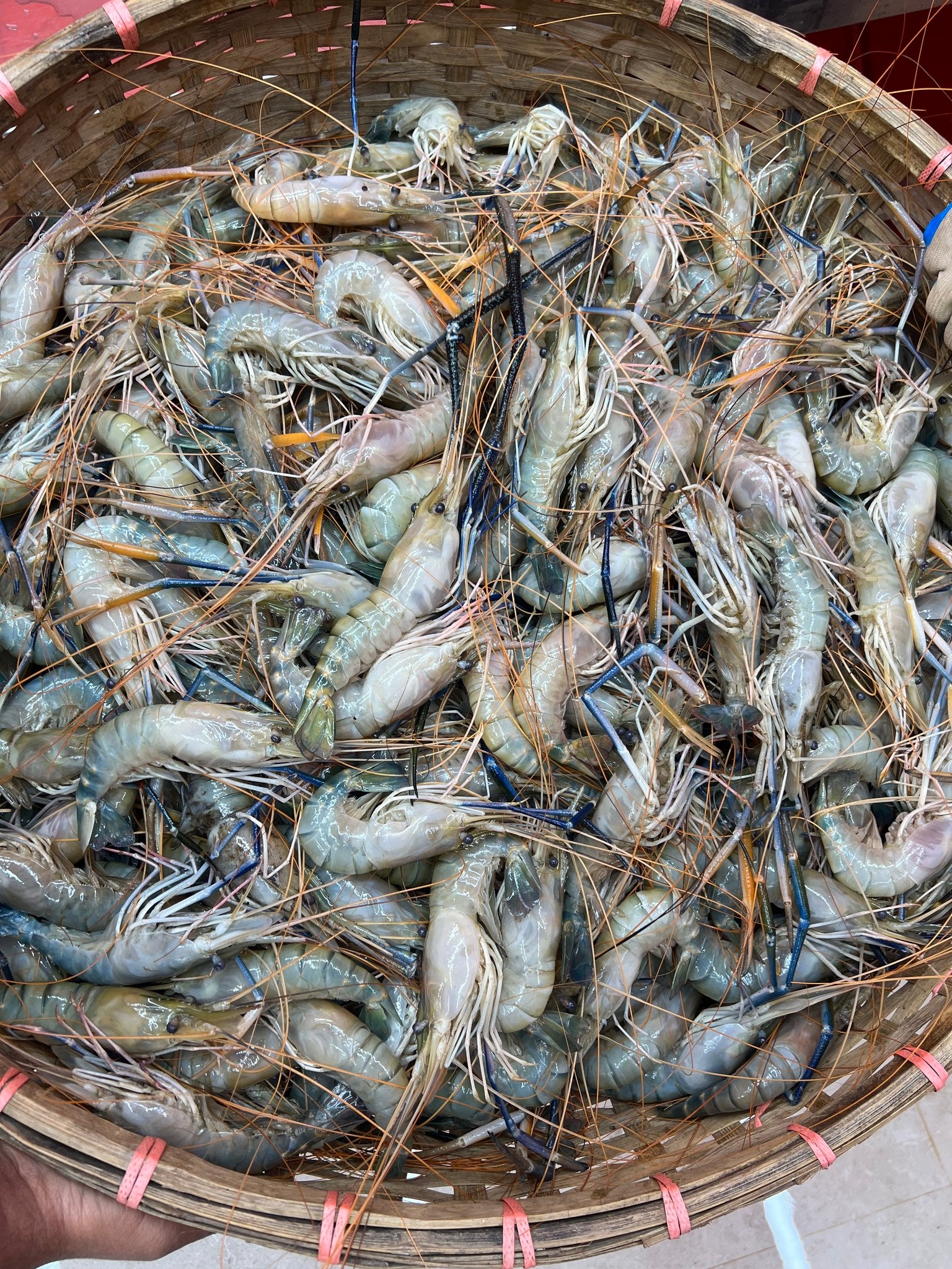 গলদা ৩০-৪০ পিসে কেজি