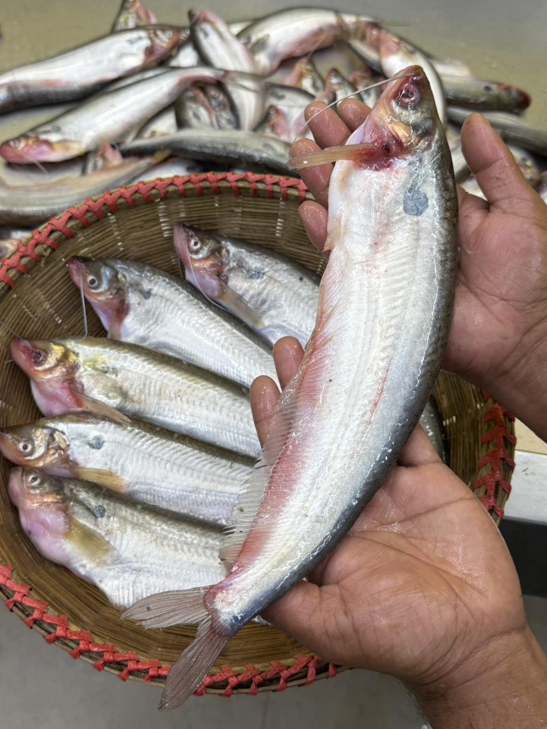 পাবদা (কেজিতে ১৫ থেকে ১৮ পিস)