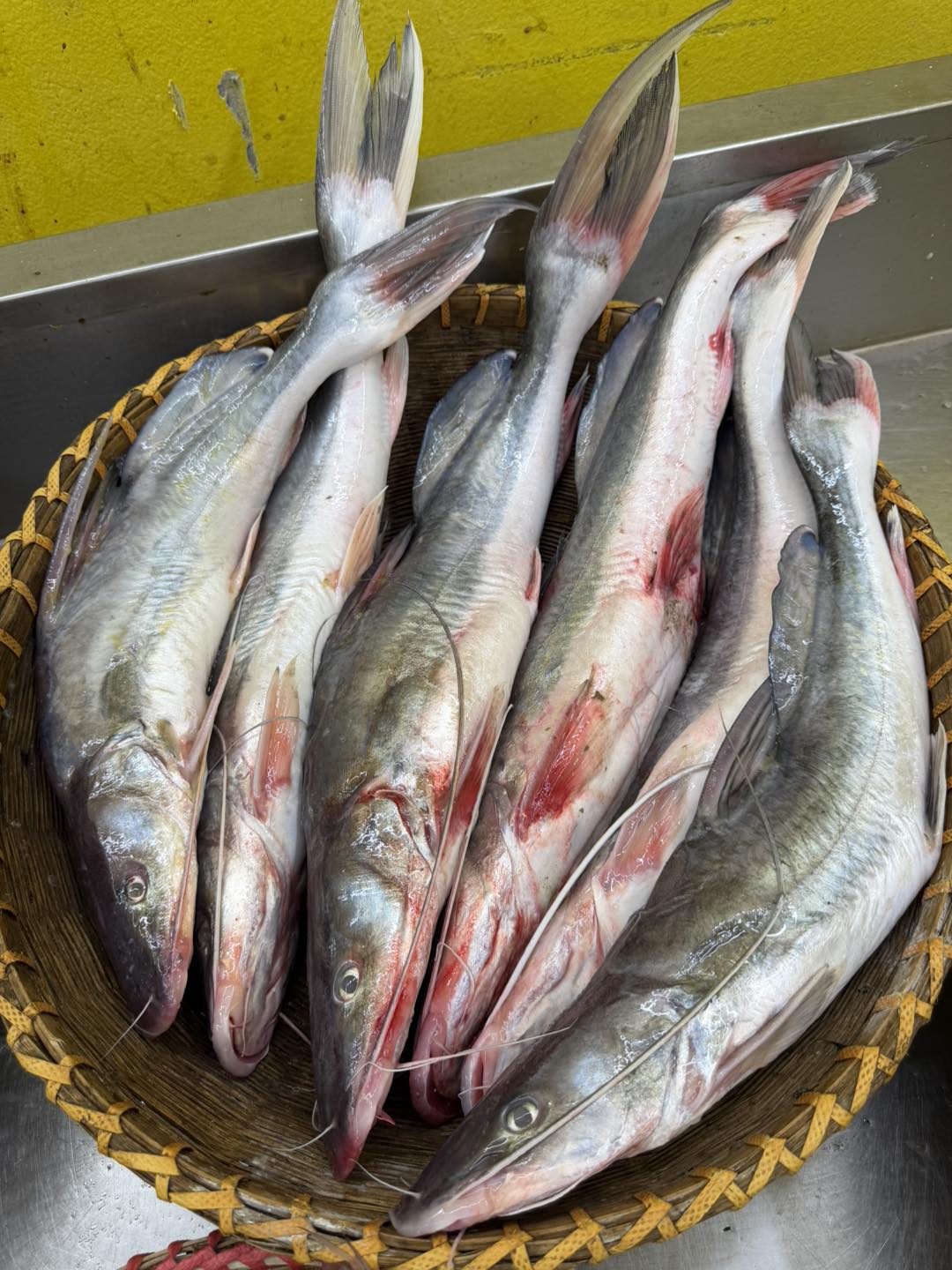 কিশোরগঞ্জের ধনু নদীর আইড়- ১ থেকে দের কেজি সাইজ পারকেজি ১৫৫০/-