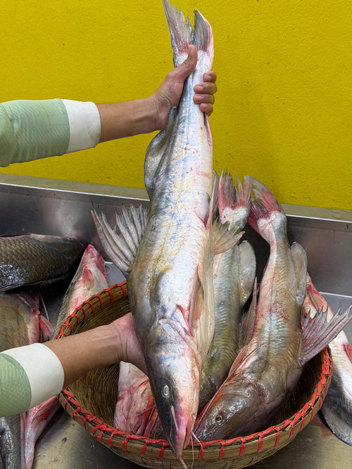 কিশোরগঞ্জের ধনু নদীর আইড় ৪ থেকে সারে ৪ কেজি সাইজ পারকেজি ১৮৫০/-