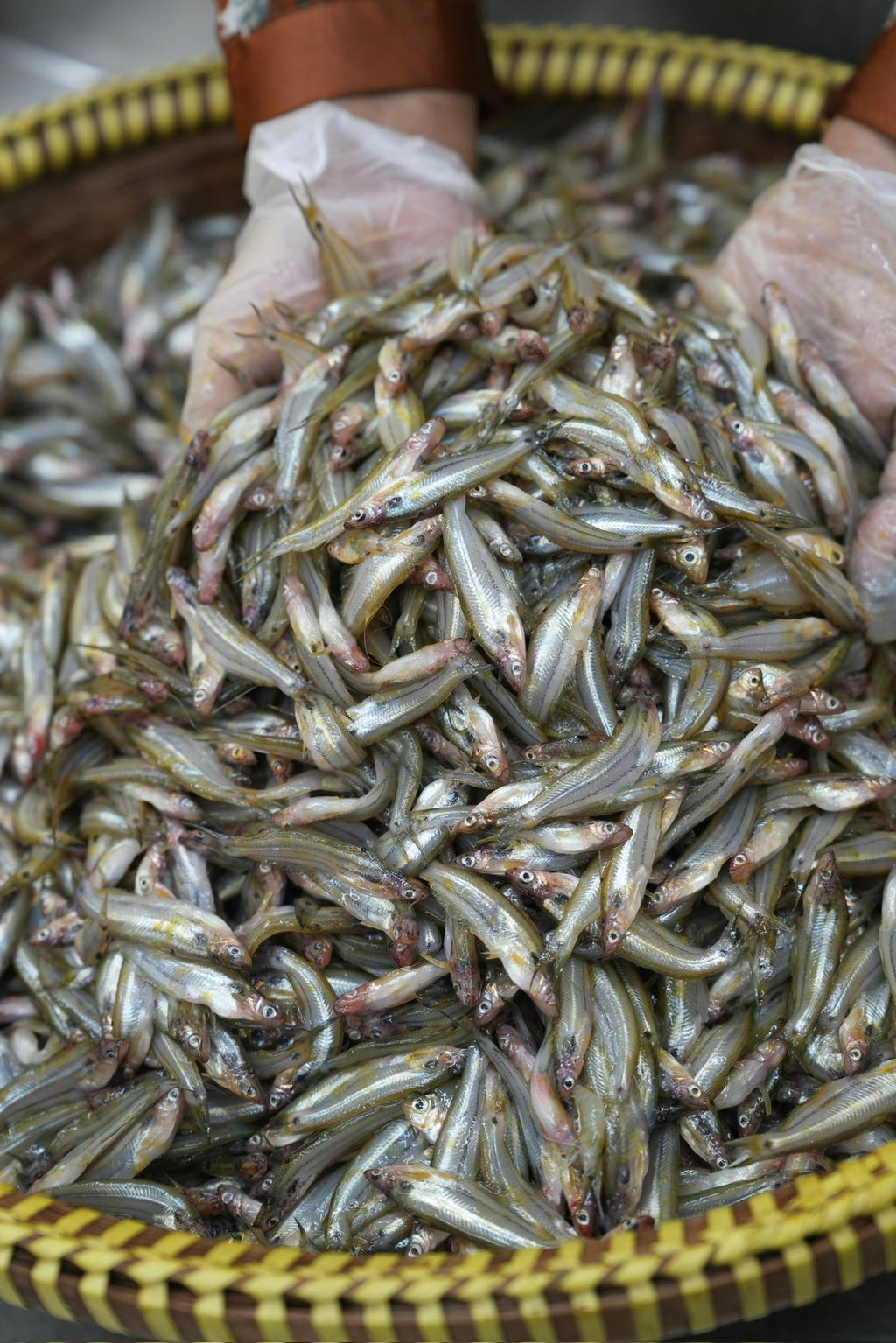 কিশোরগঞ্জের ধনু নদীর বাতাসি মাছ