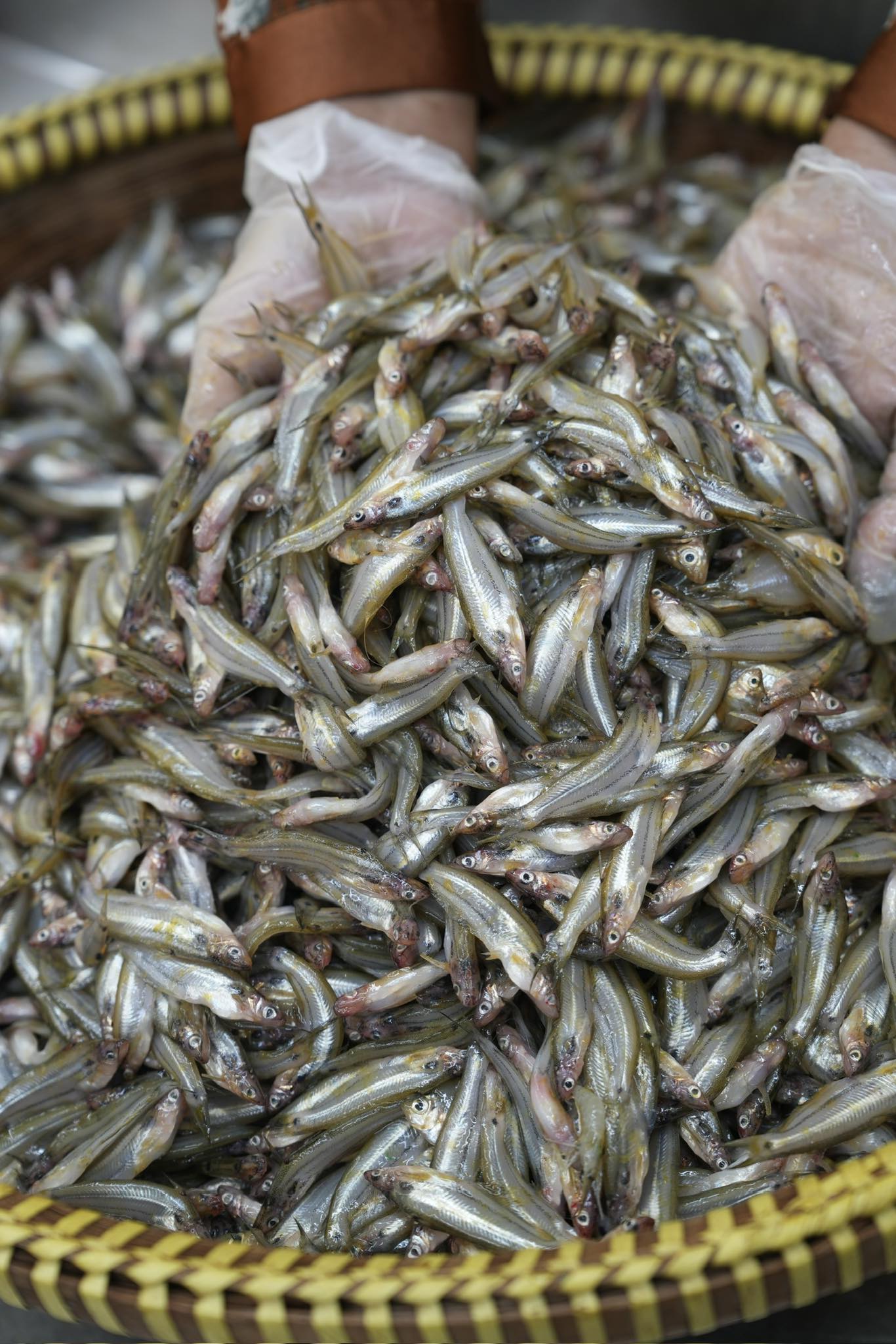 কিশোরগঞ্জের ধনু নদীর বাতাসি মাছ