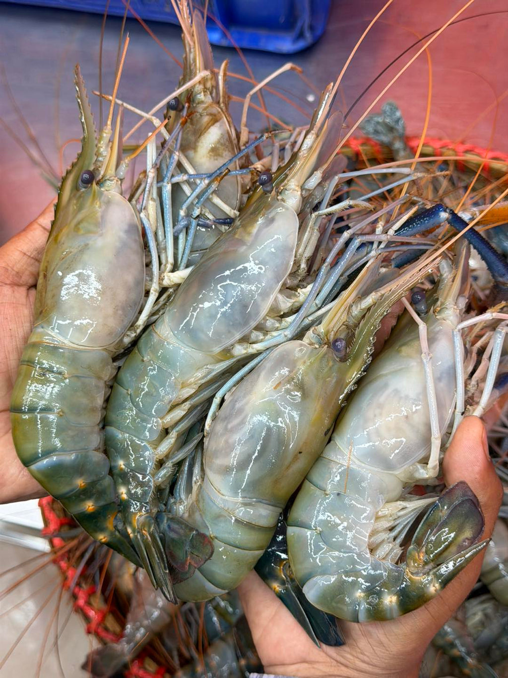 গলদা ৫/৭ পিসে কেজি