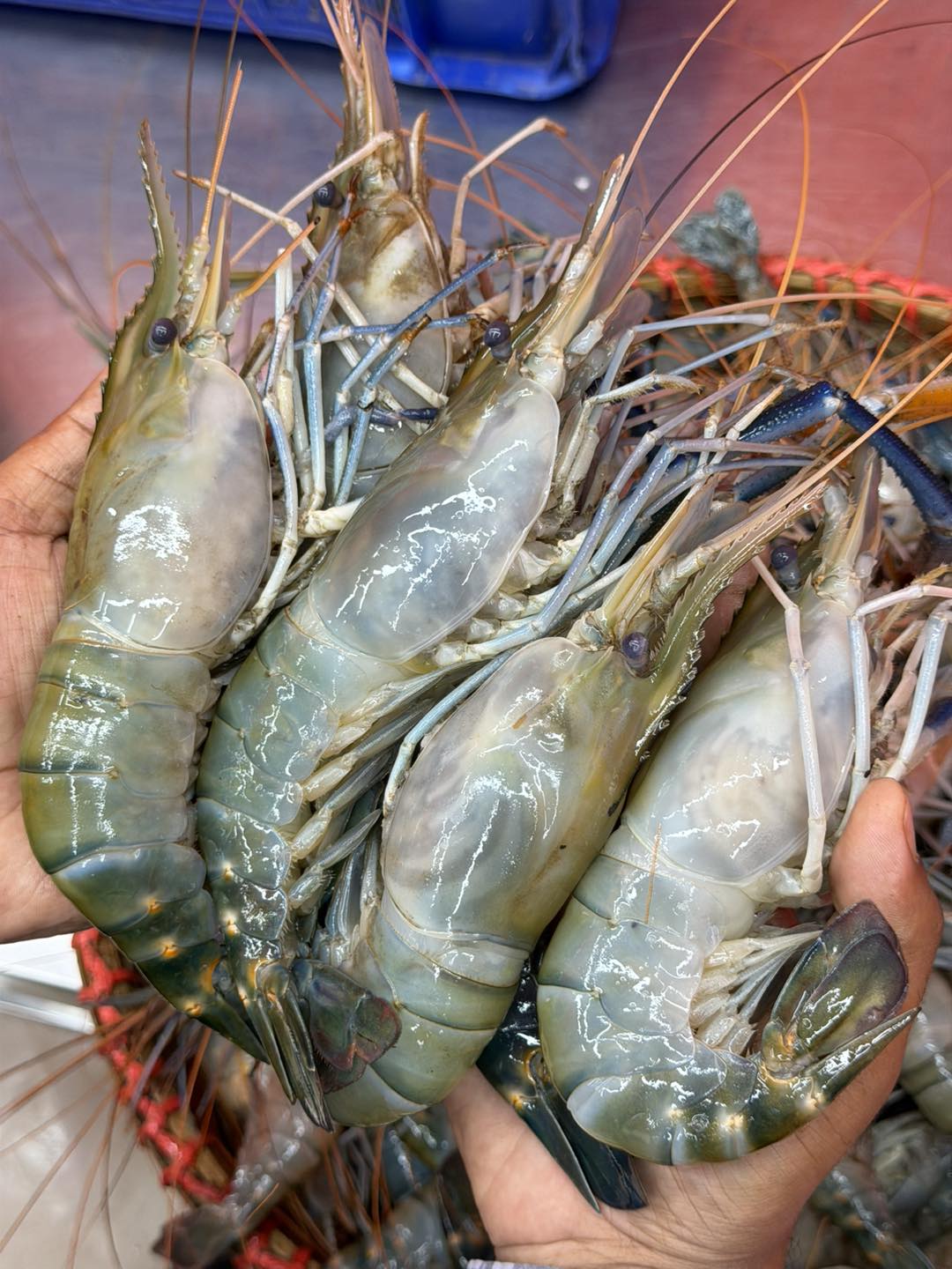 গলদা চিংড়ি ৫/৭ পিসে কেজি