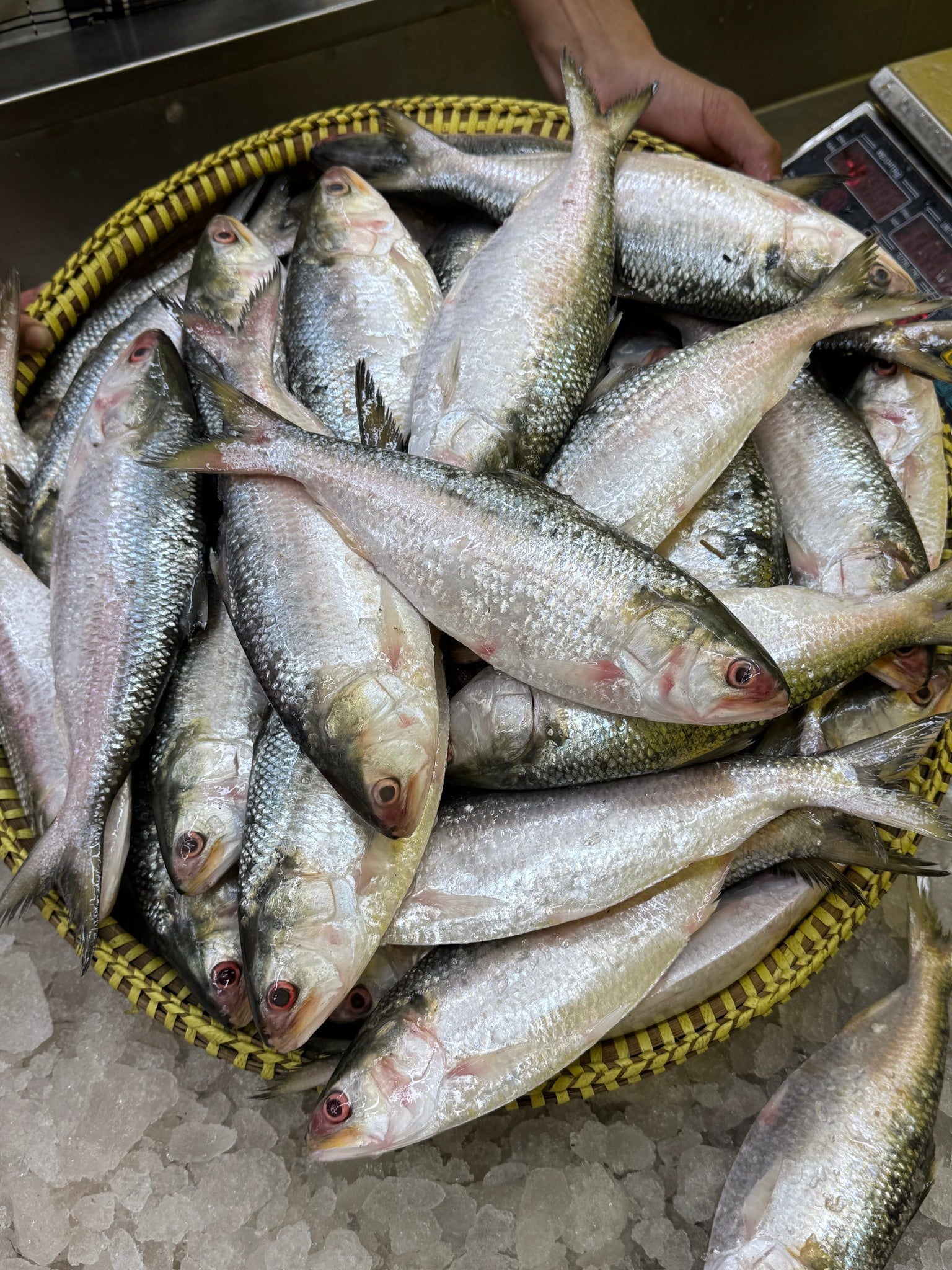 চাঁদপুরের লোকাল ইলিশ ৩/৪ পিসে কেজি সাইজ