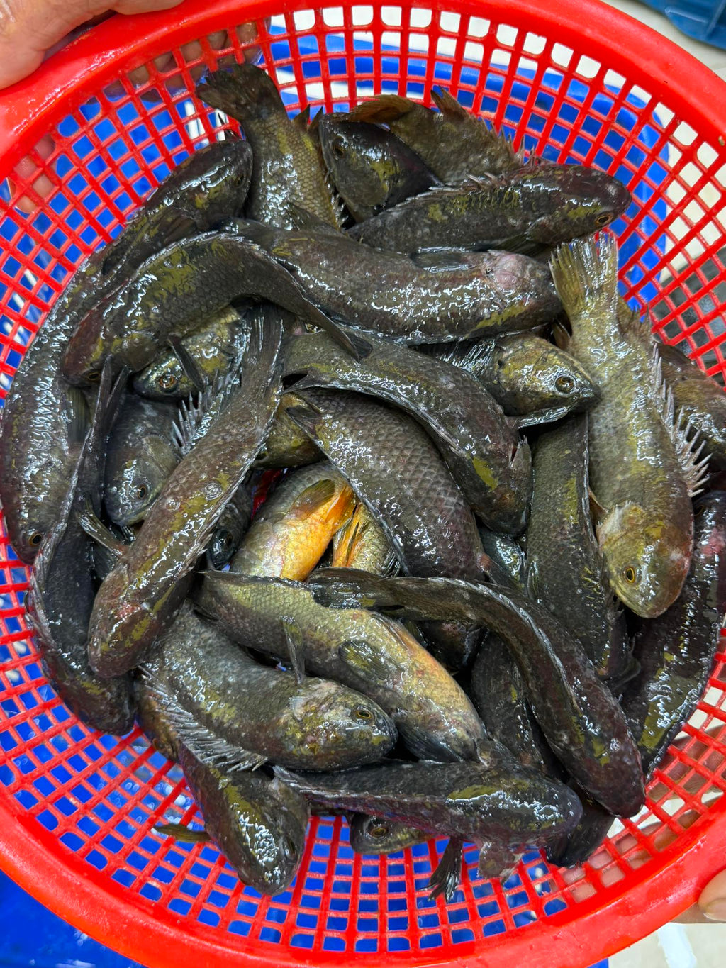 দেশি কই ছোট সাইজ (২৫-৩০ পিসে কেজি) ১ কেজি- ৯৯০/-