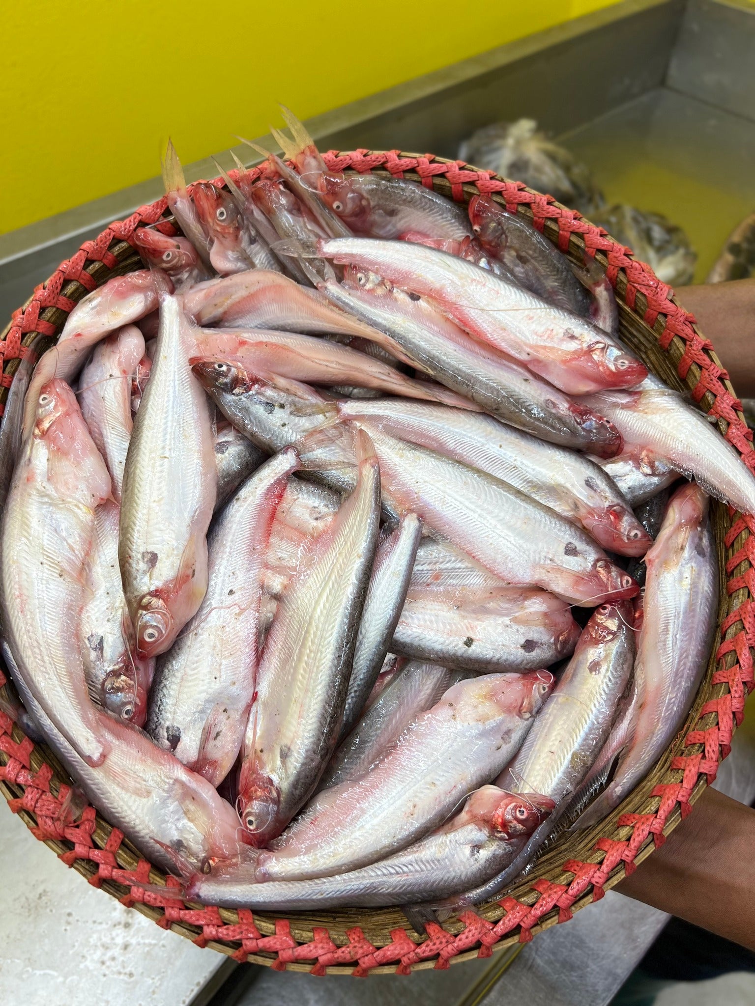 পাবদা (কেজিতে ১৫ থেকে ১৮ পিস)