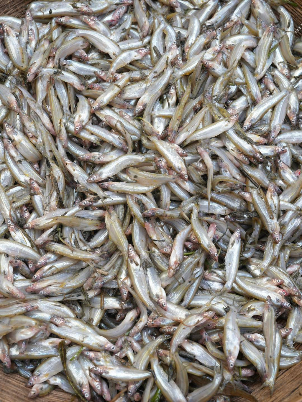 কিশোরগঞ্জের ধনু নদীর বাতাসি মাছ