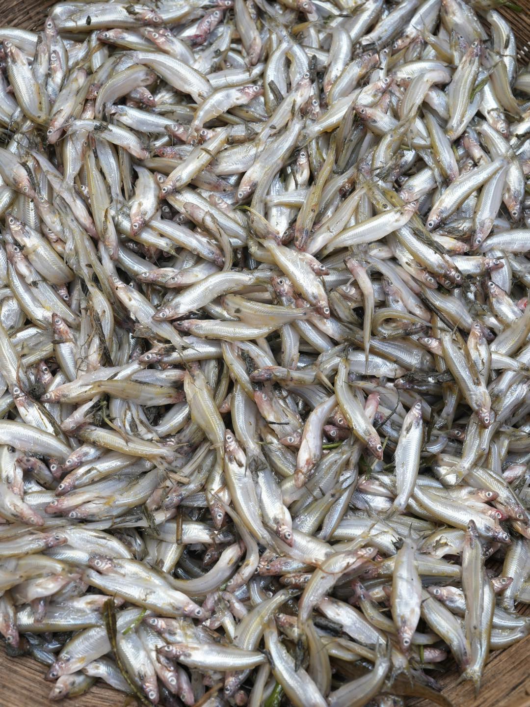 কিশোরগঞ্জের ধনু নদীর বাতাসি মাছ