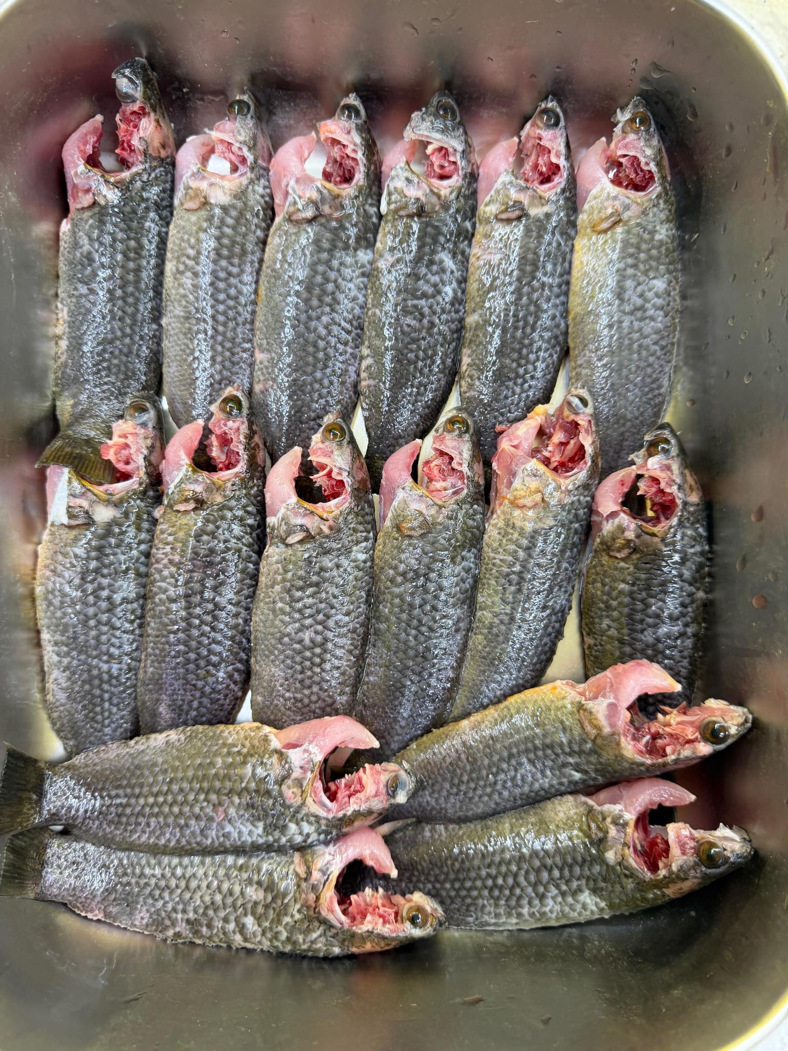 বিলের দেশি কই (১৩-১৫ পিসে কেজি) সাইজ
