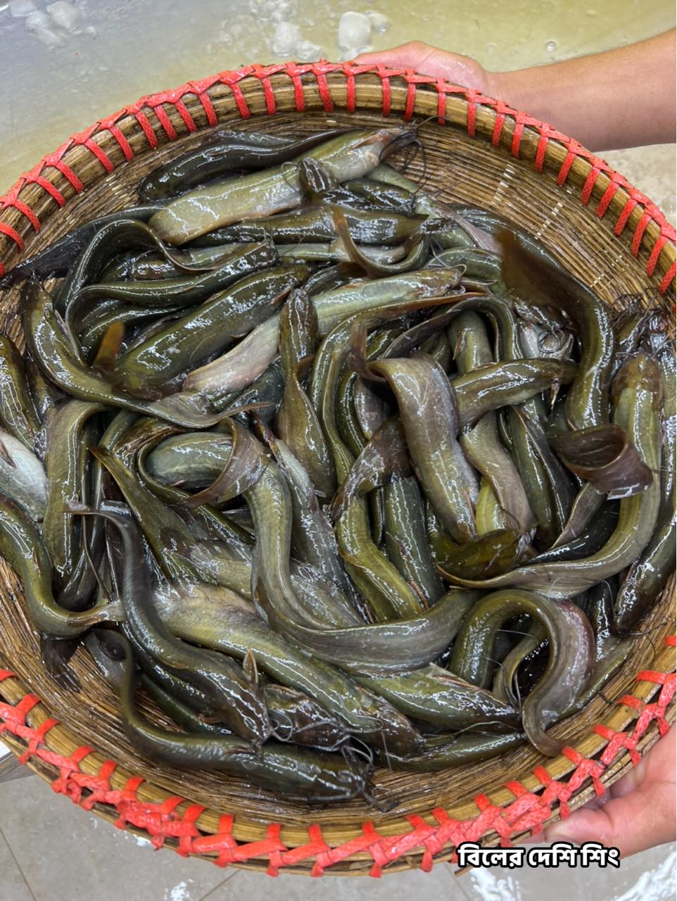 দেশি শিং মিক্সড সাইজ