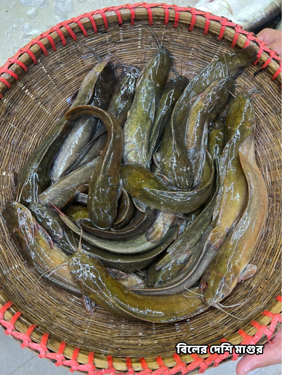 দেশি মাগুর (১০ থেকে ১২ পিসে কেজি সাইজ)