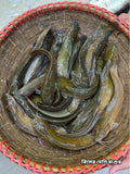দেশি মাগুর (১০ থেকে ১২ পিসে কেজি সাইজ)