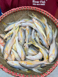 নদীর তোপসে / রামসোস মাছ বড় সাইজ