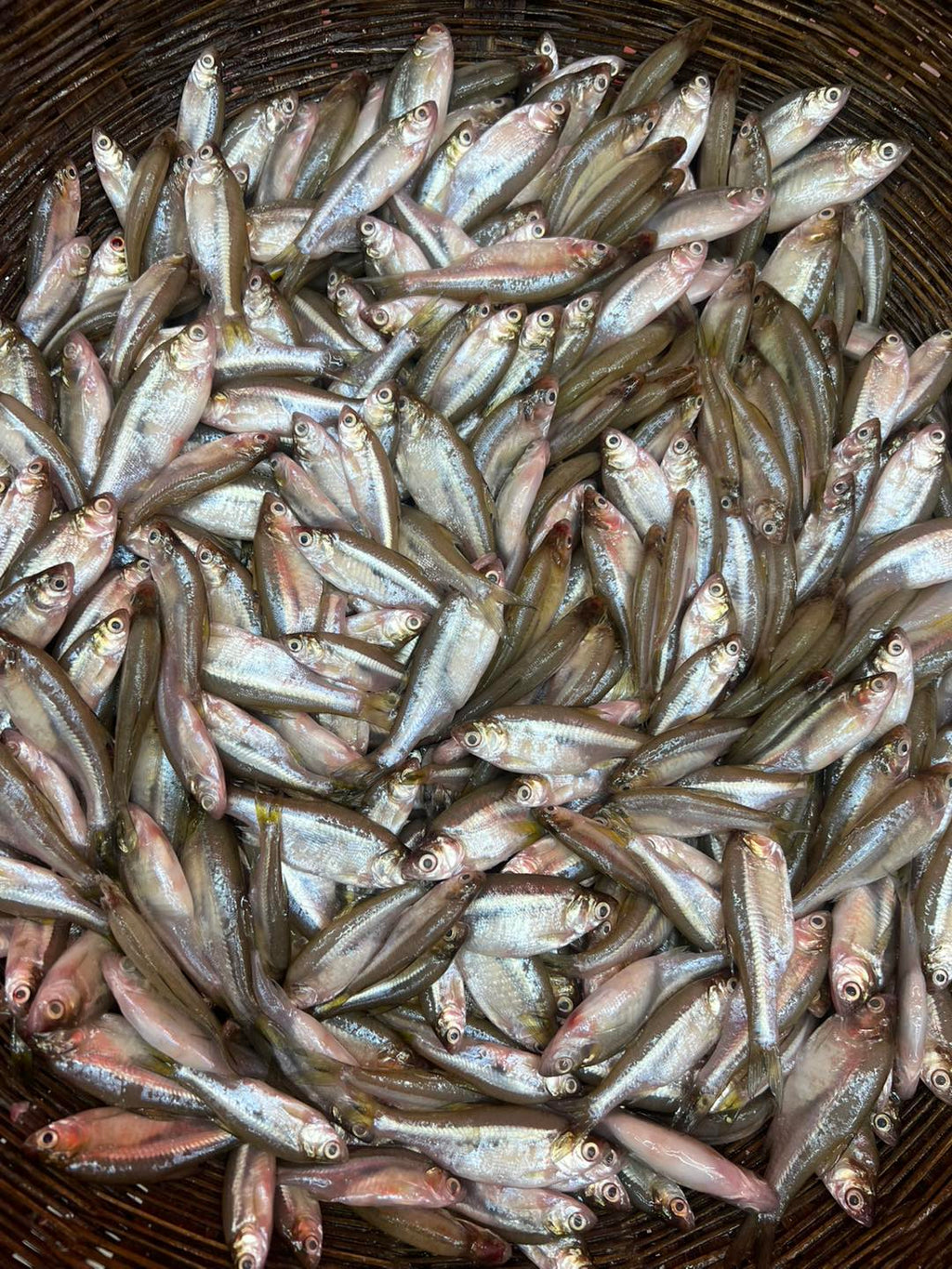 নদীর মলা মাছ মিক্সড সাইজ