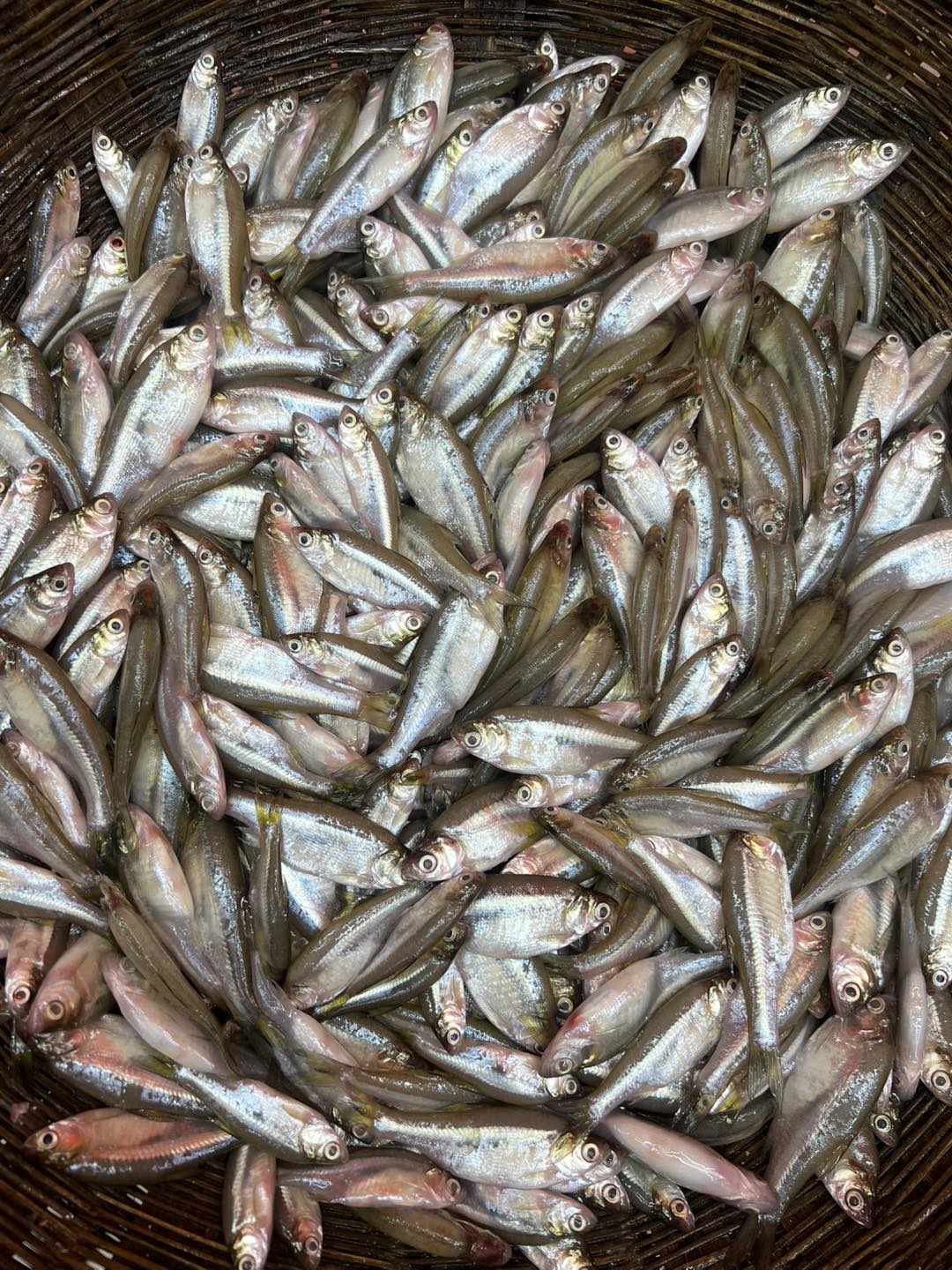 নদীর মলা মাছ মিক্সড সাইজ