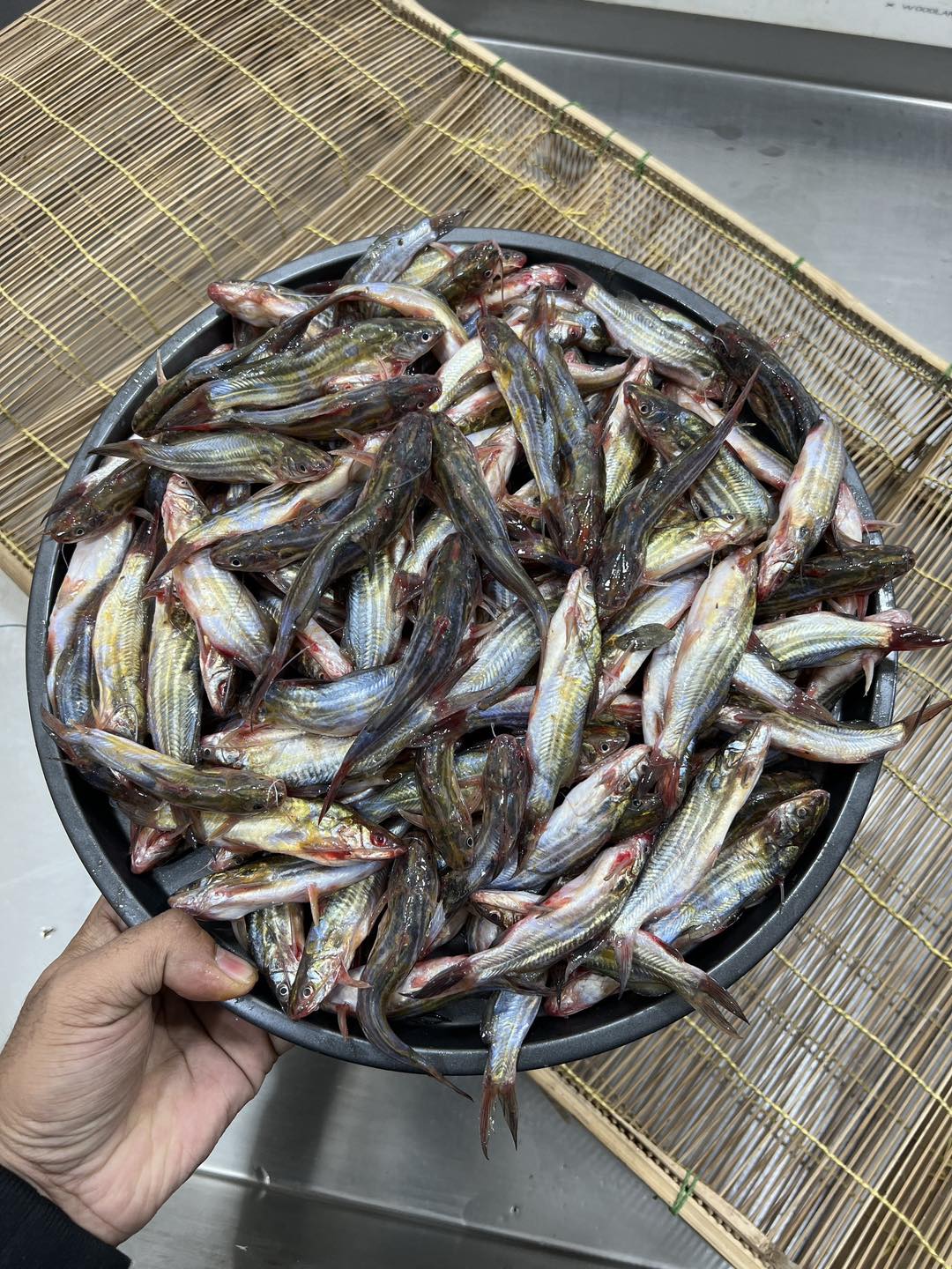নদীর মধু টেংরা
