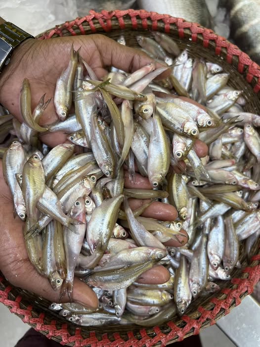 নদীর মলা মাছ মিক্সড সাইজ