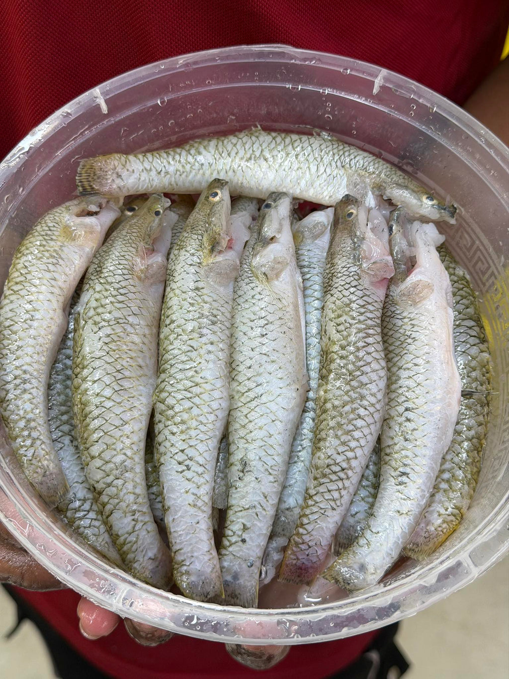 নদীর বেলে রেগুলার সাইজ