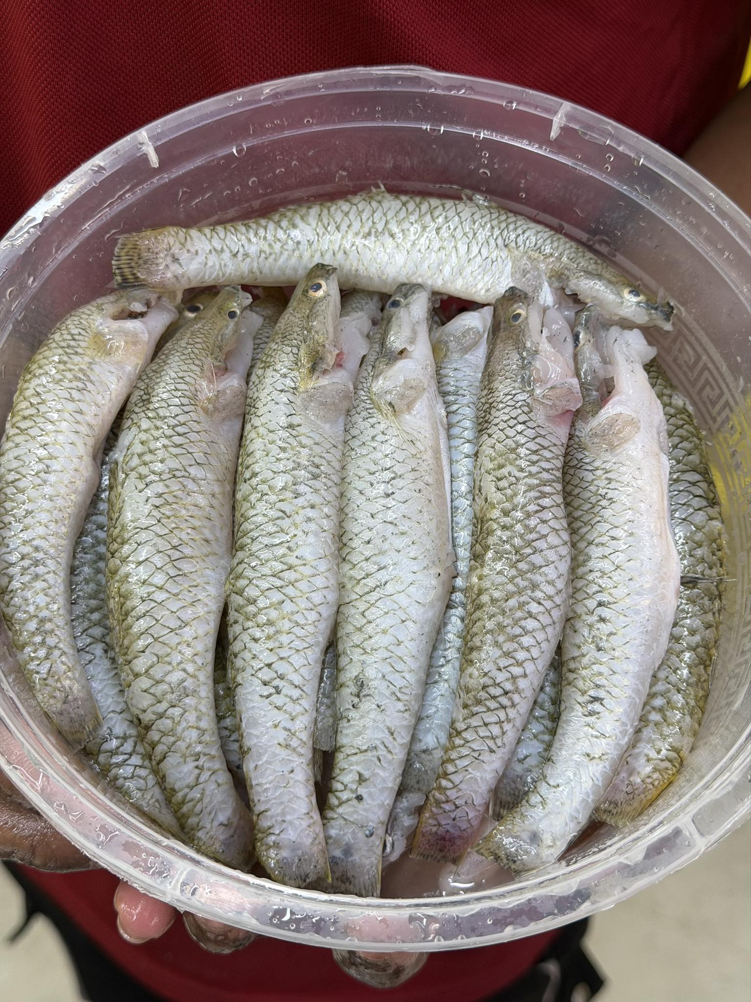 নদীর বেলে রেগুলার সাইজ