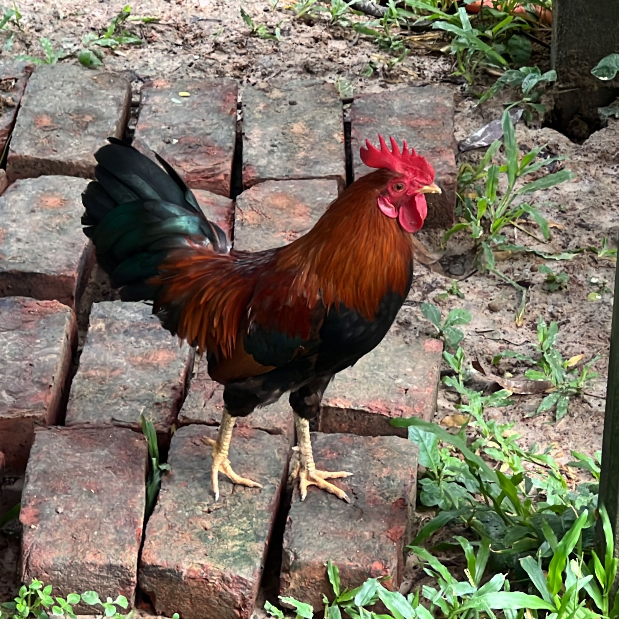 গ্রামের দেশি রাতা মোরগ ৭০০/৭৫০ গ্রাম সাইজ