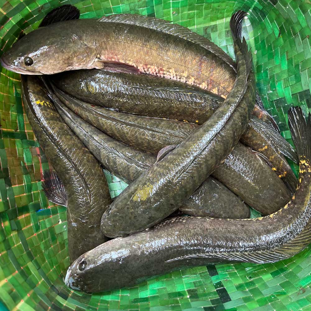 বিলের দেশি শোল ৭০০/৯০০ গ্রাম সাইজ পারকেজি 1350/-