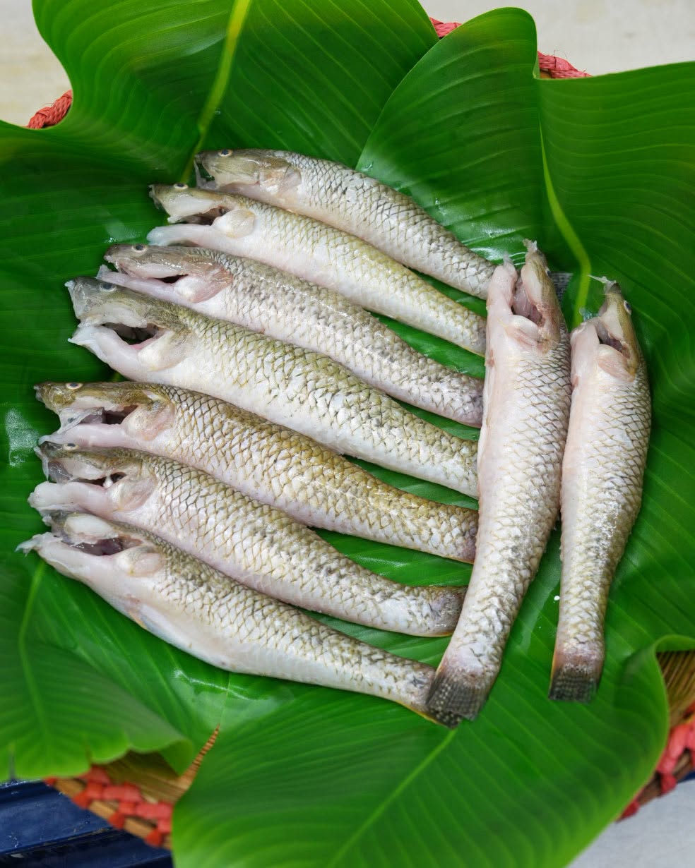 নদীর বেলে বড় সাইজ ৬/১০ পিসে কেজি