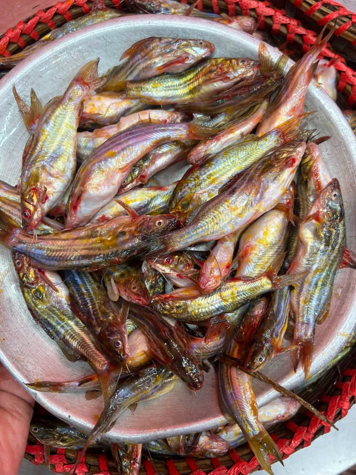নদীর মধু টেংরা