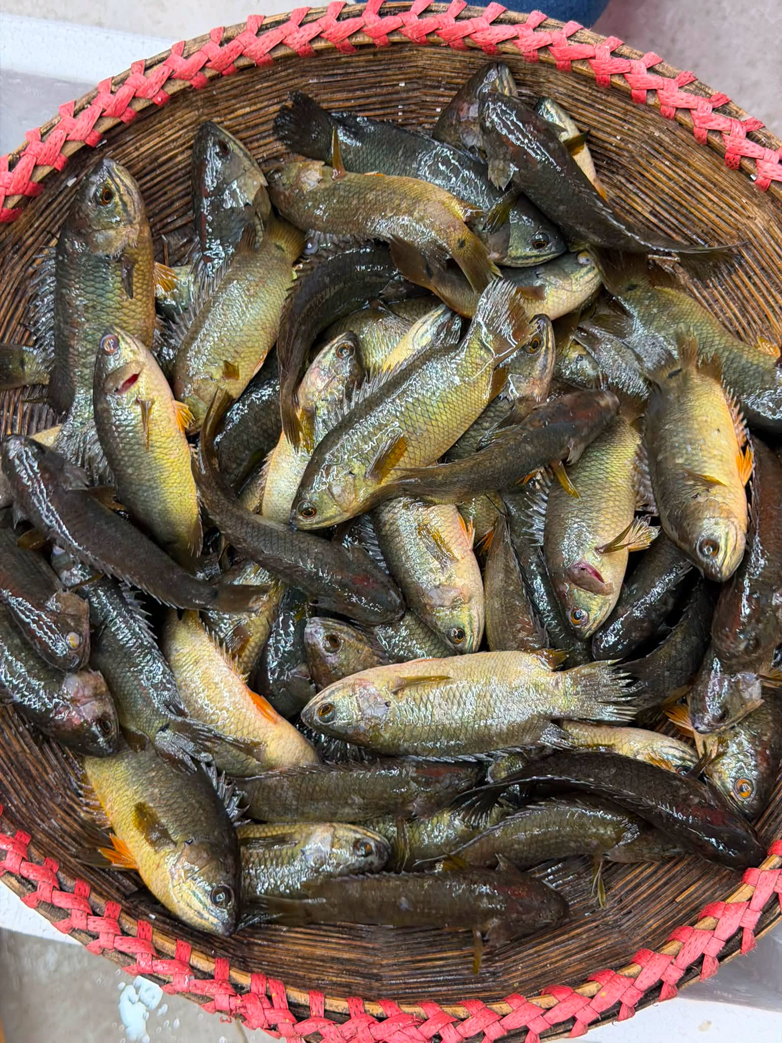 বিলের দেশি কই ছোট সাইজ (কেজিতে ২৫-৩০পিস)