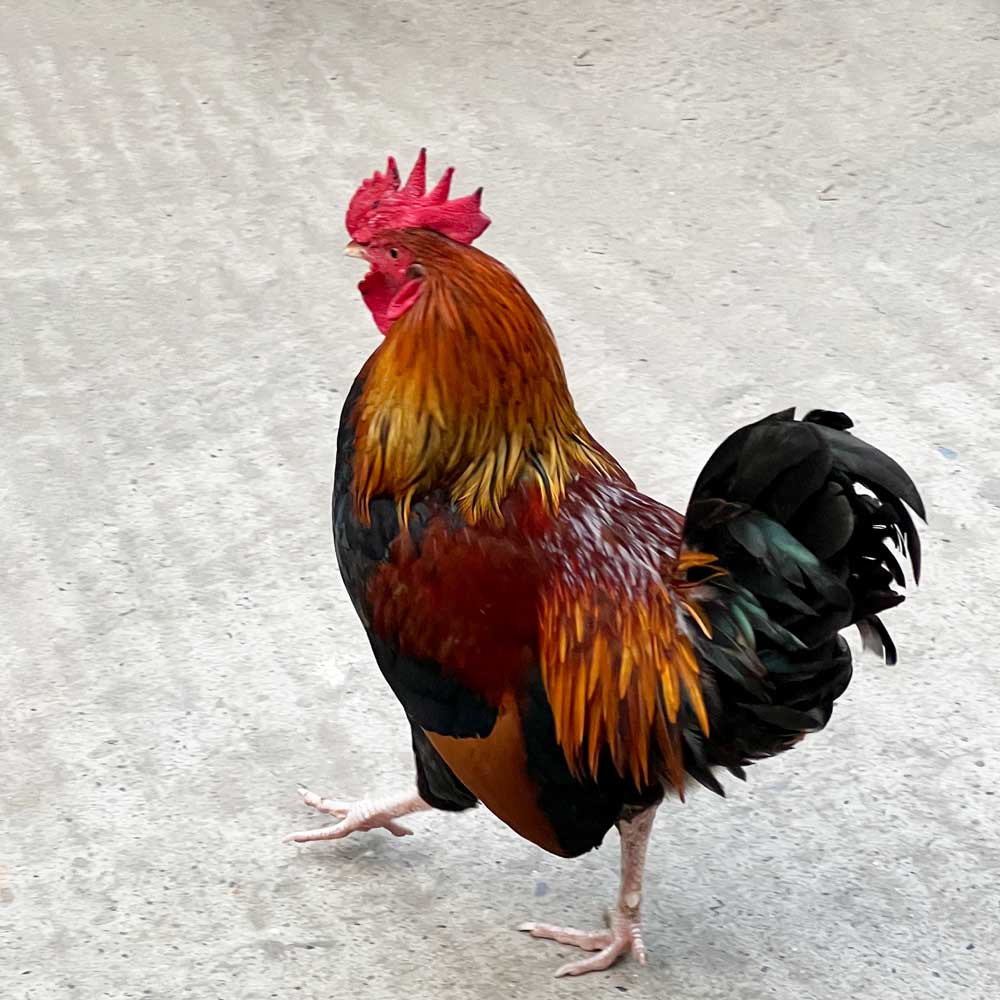 গ্রামের দেশি মোরগ ৯০০/৯৫০ গ্রাম সাইজ