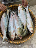 চাঁদপুরের লোকাল ইলিশ- ৯০০ গ্রাম - ১ কেজি সাইজ