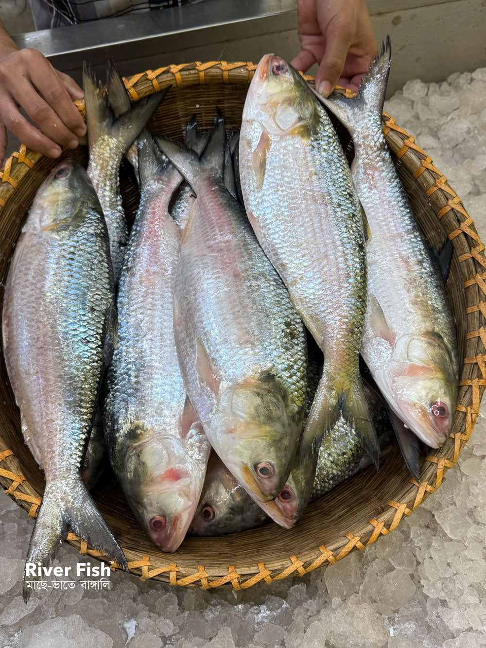 চাঁদপুরের লোকাল ইলিশ- ৯০০ গ্রাম - ১ কেজি সাইজ