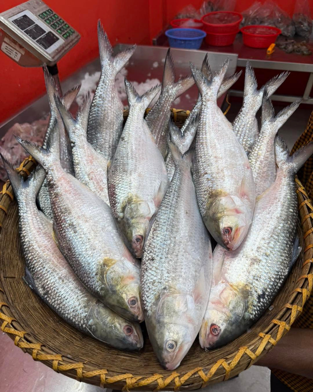চাঁদপুরের লোকাল ইলিশ- ৪০০/৫০০ গ্রাম সাইজ অফার প্রাইস পারকেজি ২০৮০/-