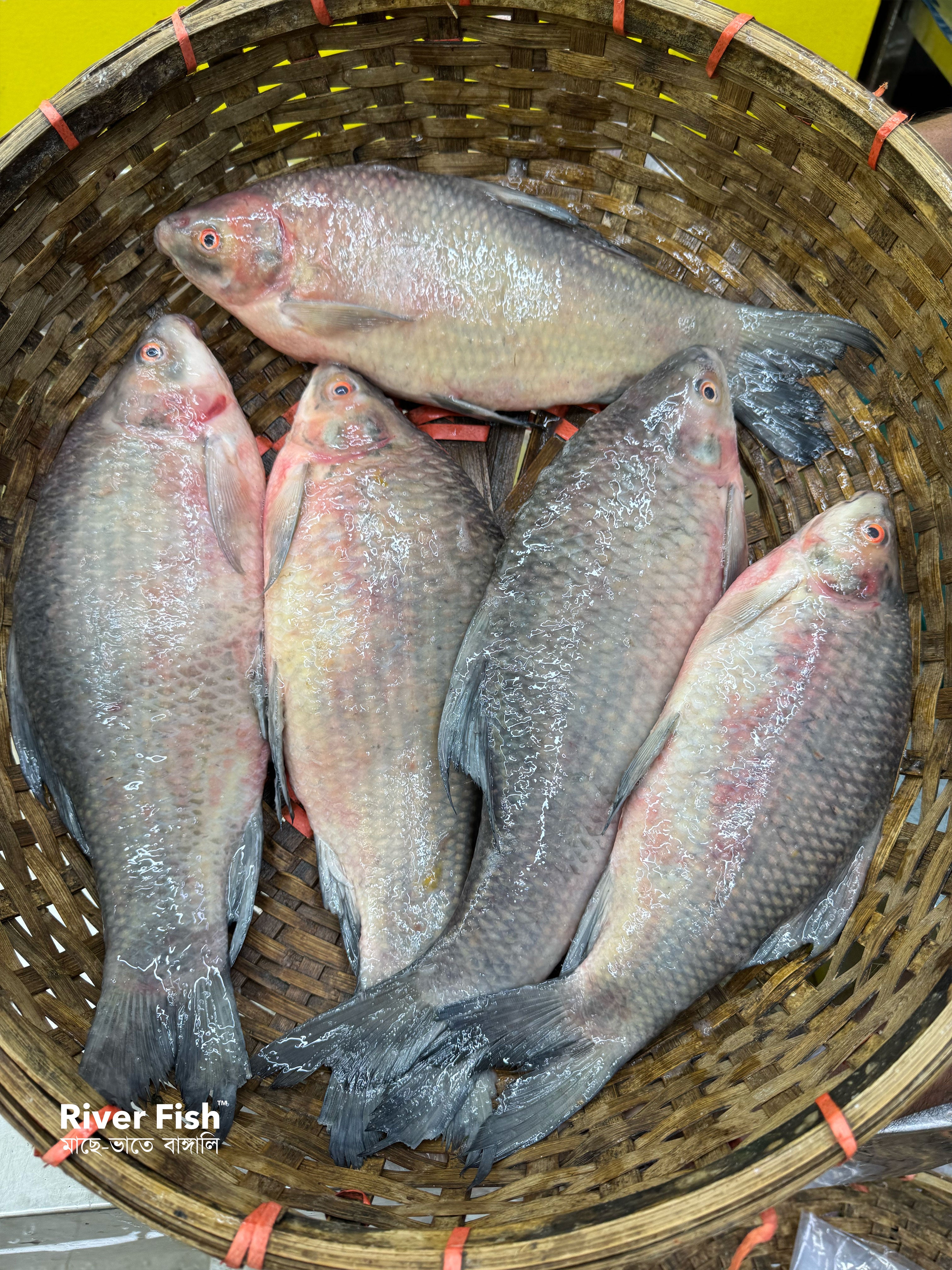 (প্রি-অর্ডার বুকিং - ডেলিভারি টাইম ৭ দিন) নদীর কালিবাউস ৬০০-৮০০ গ্রাম সাইজ পারকেজি 785/-