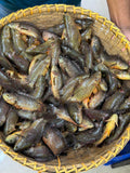 বিলের দেশি কই ছোট সাইজ (কেজিতে ২৫-৩০পিস)