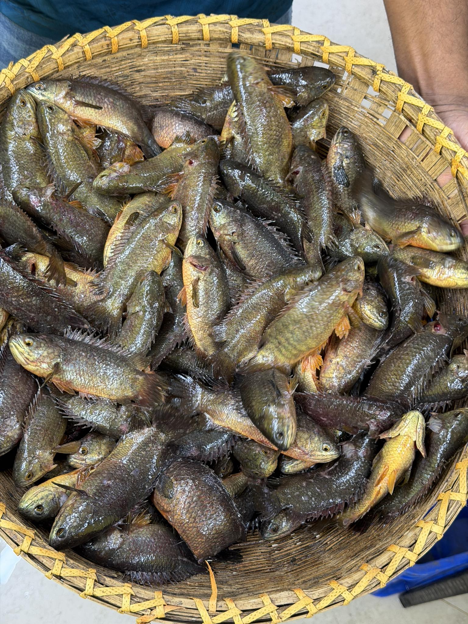 বিলের দেশি কই ছোট সাইজ (কেজিতে ২৫-৩০পিস)