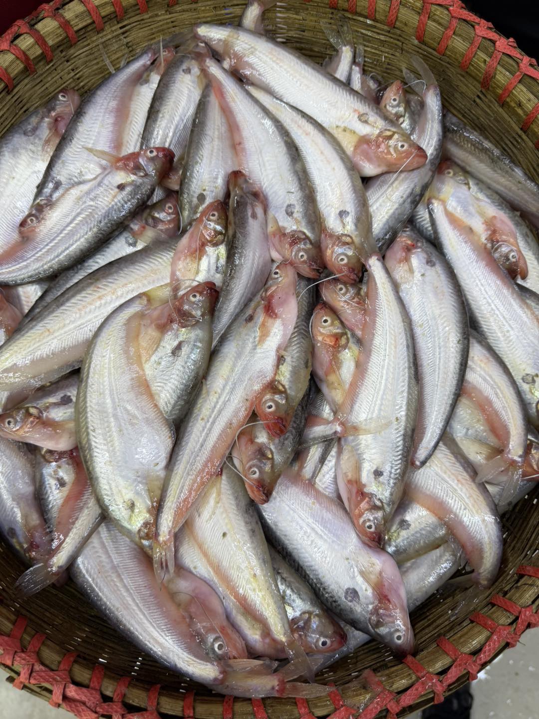 পাবদা (কেজিতে ১৫ থেকে ১৮ পিস)