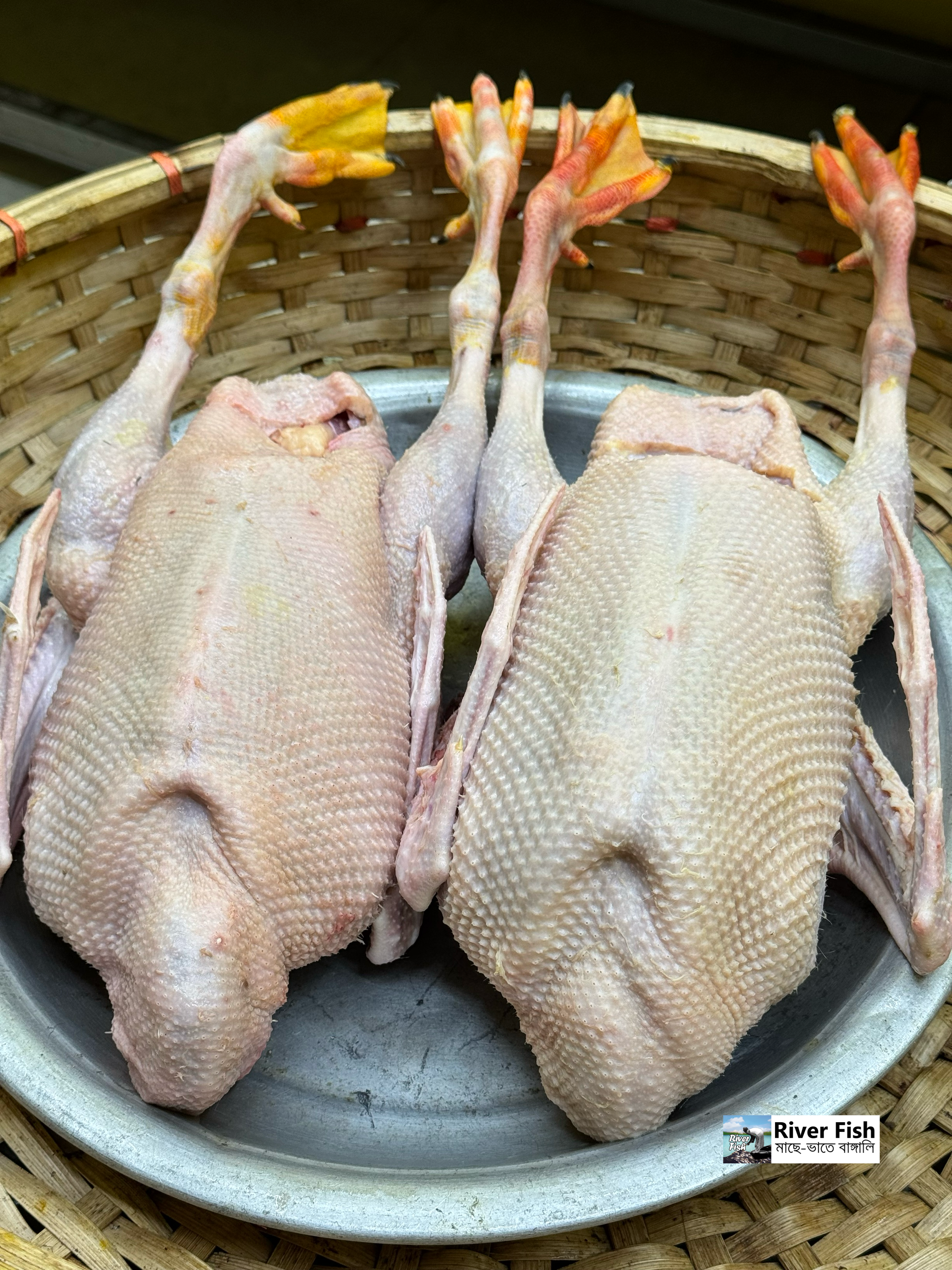 রাজহাঁস লাইভ ওয়েট ৩ কেজি সাইজ