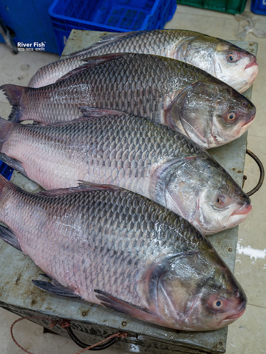 রাজশাহীর কাতল- (পুকুর/দিঘী) ৪ কেজি প্লাস সাইজ পারকেজি ৬৬০/-