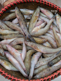 নদীর বেলে ছোট সাইজ