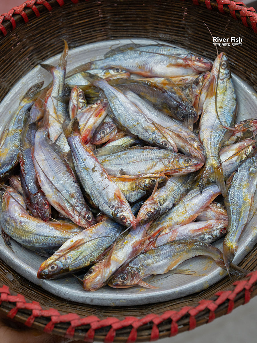 নদীর গুলশা রেগুলার সাইজ