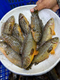 বিলের দেশি কই (১৩-১৫ পিসে কেজি) সাইজ