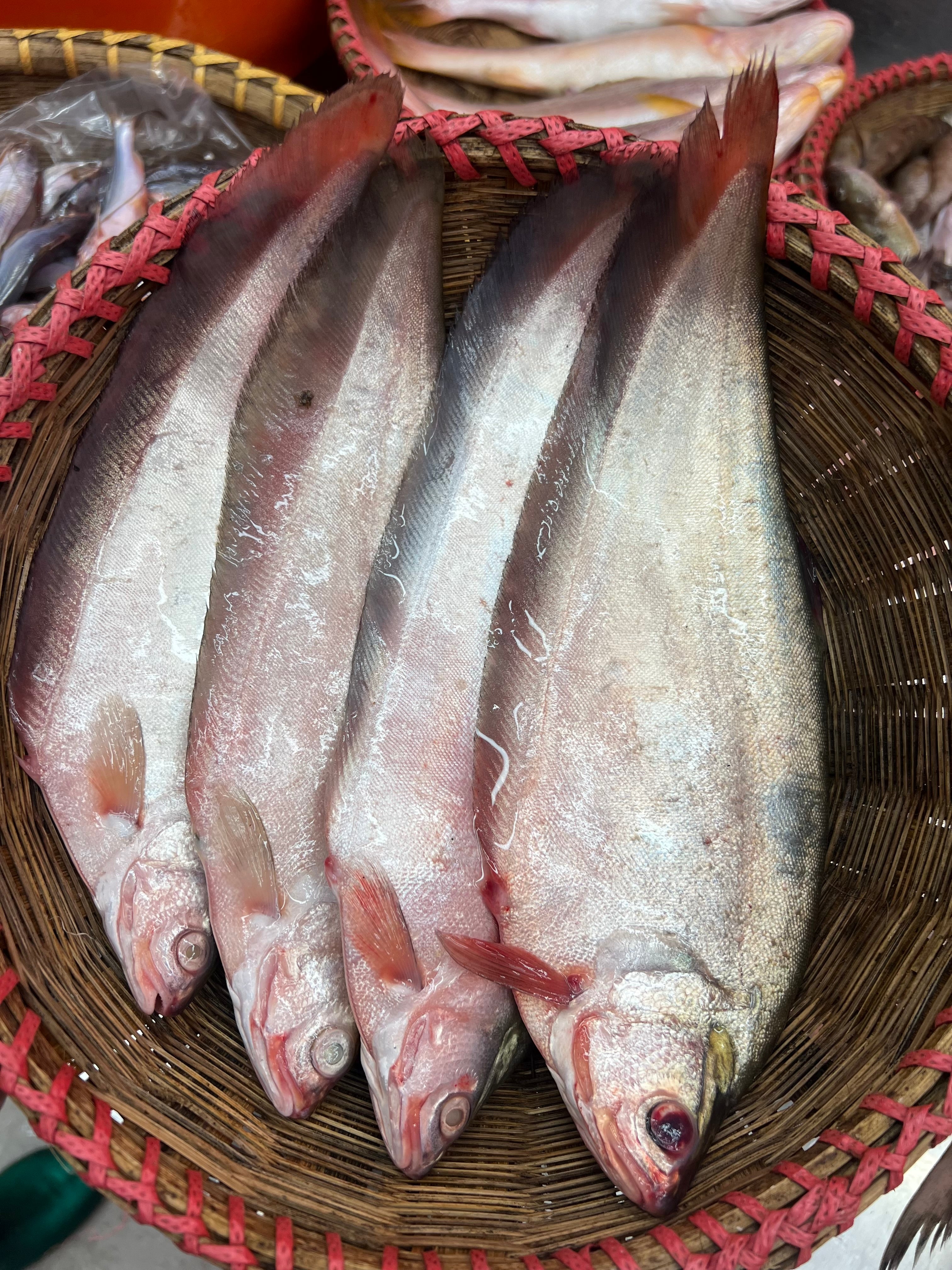 দেশি ফলি (কেজিতে ৫-৭ পিস)