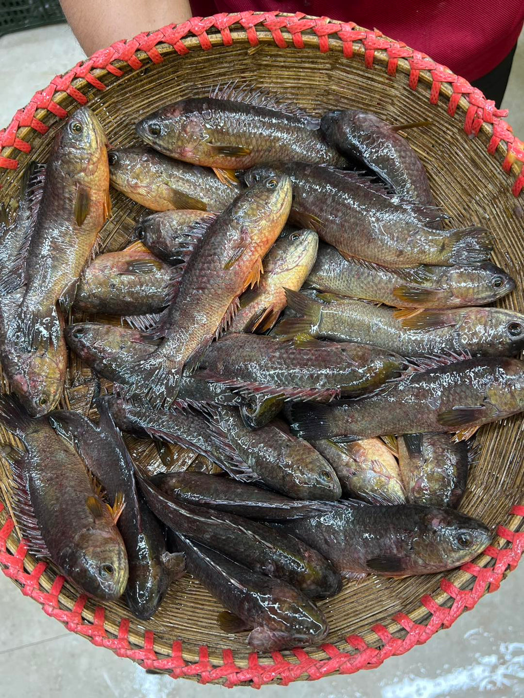 বিলের দেশি কই (১৩-১৫ পিসে কেজি) সাইজ