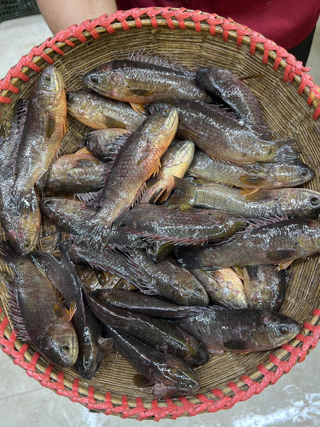 বিলের দেশি কই (১৩-১৫ পিসে কেজি) সাইজ