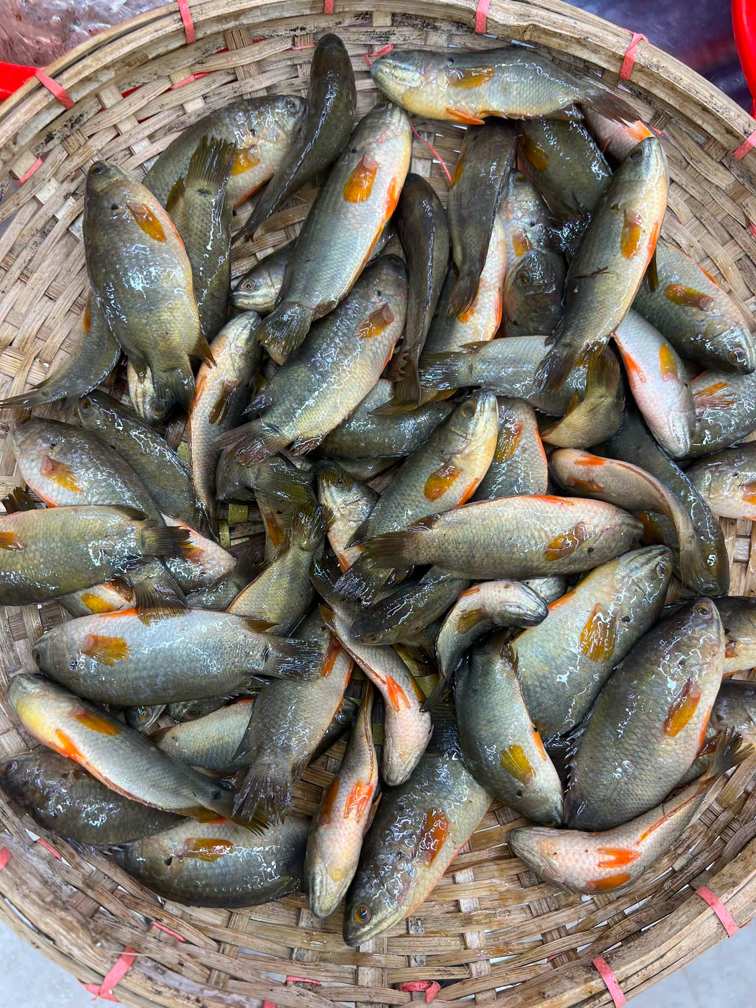 বিলের দেশি কই ছোট সাইজ (কেজিতে ২৫-৩০পিস)
