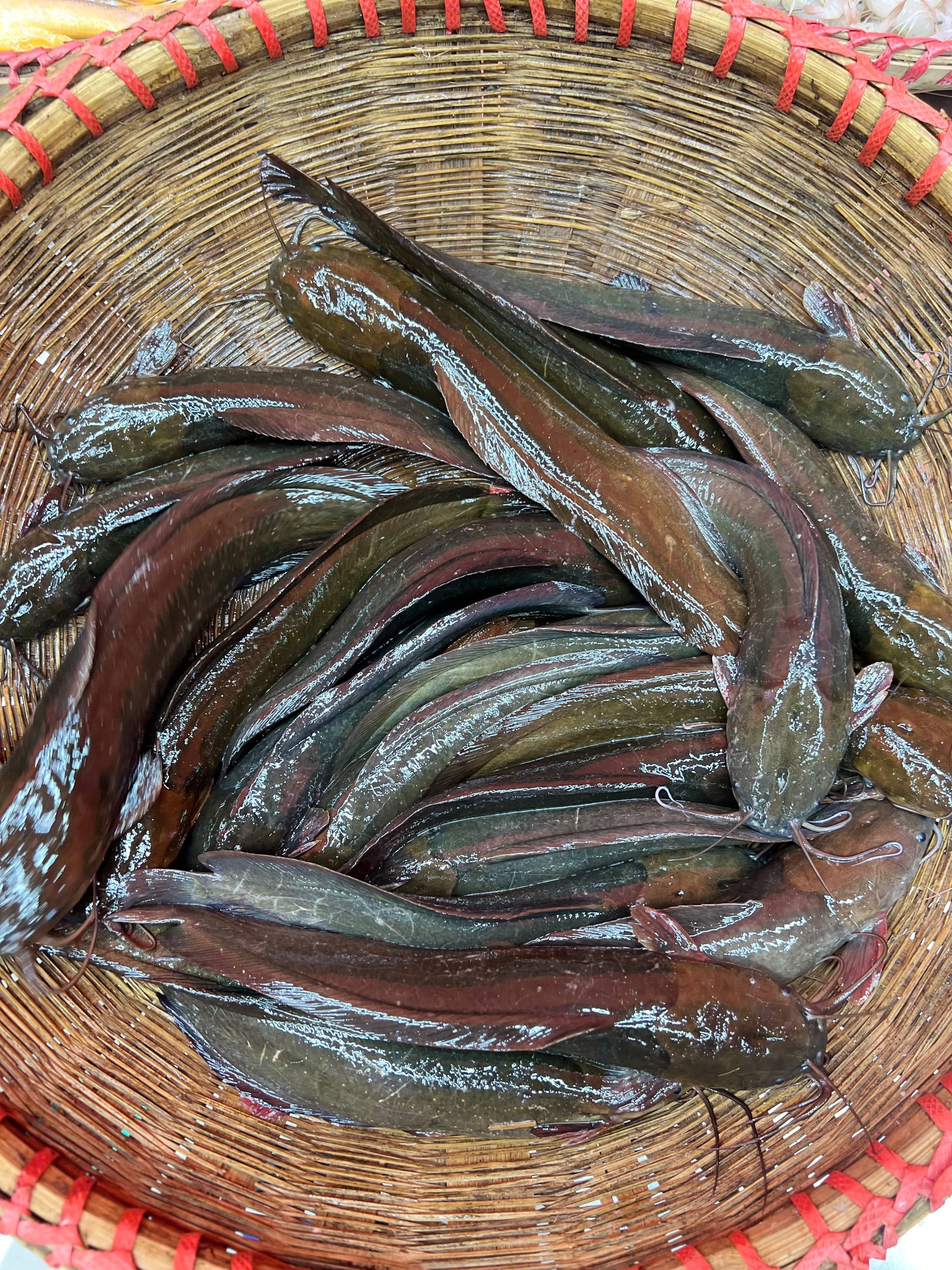 দেশি মাগুর (১০ থেকে ১২ পিসে কেজি সাইজ)