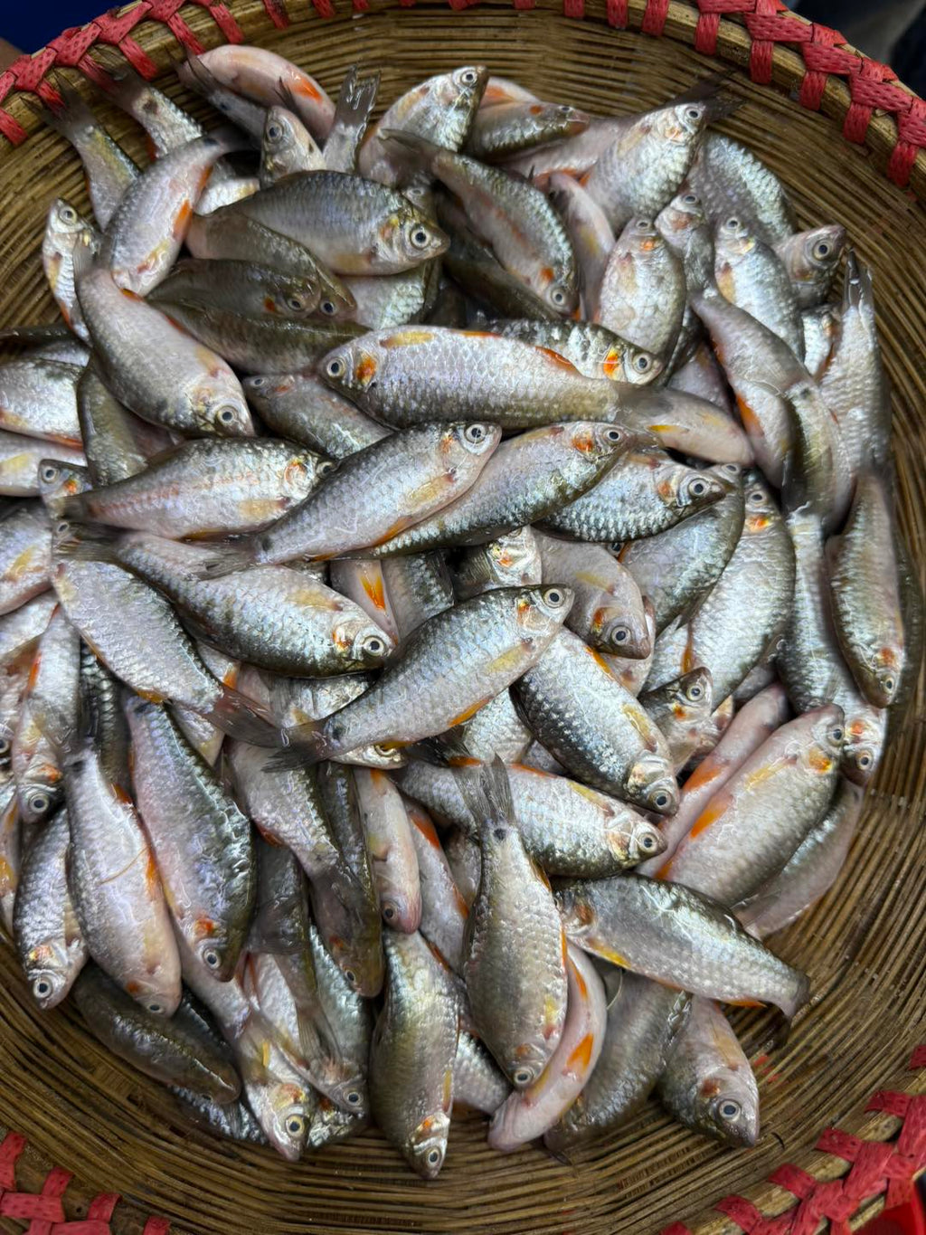 দেশি পুটি রেগুলার সাইজ